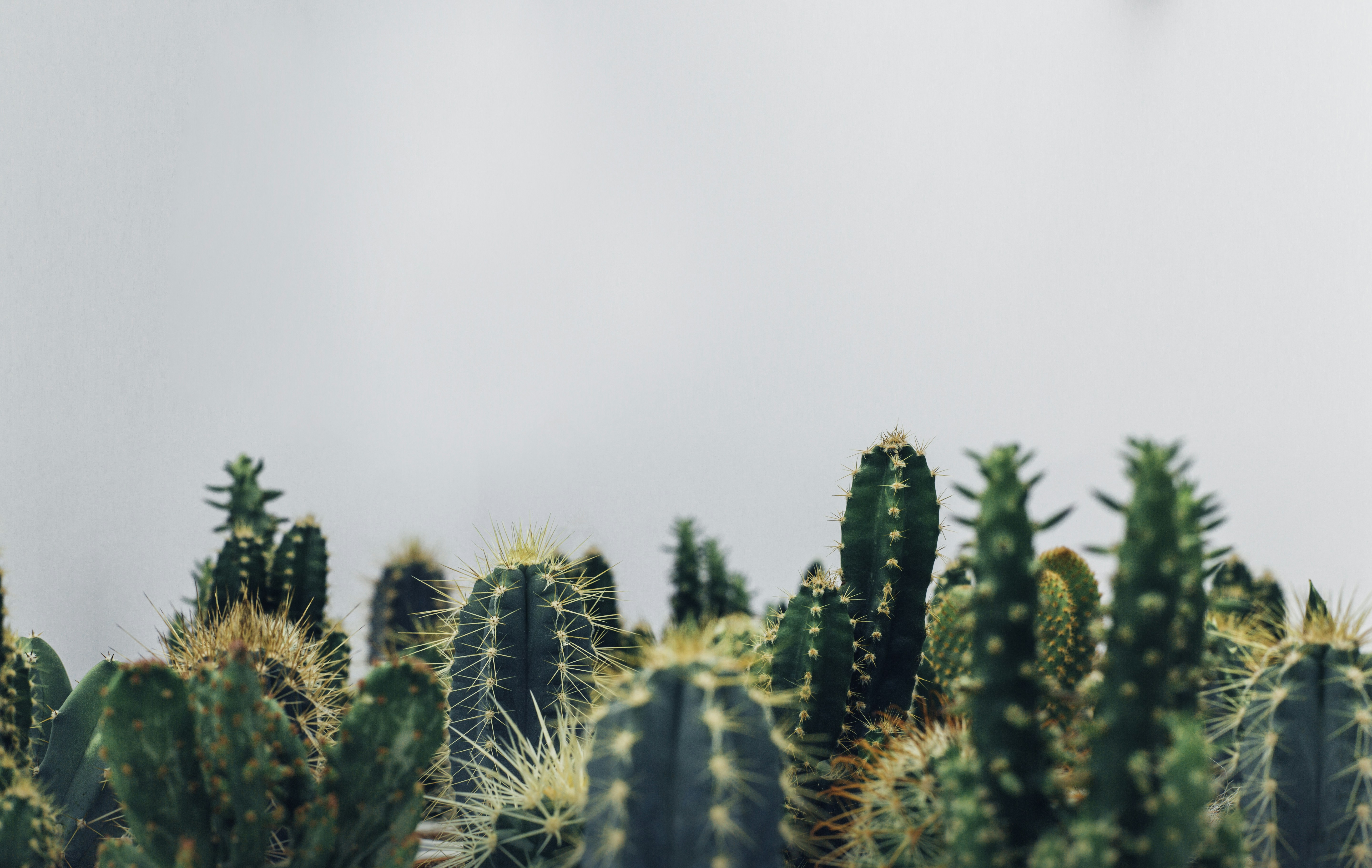 Indoor Plant Care Guide: Helping Your Botanical Companions Thrive