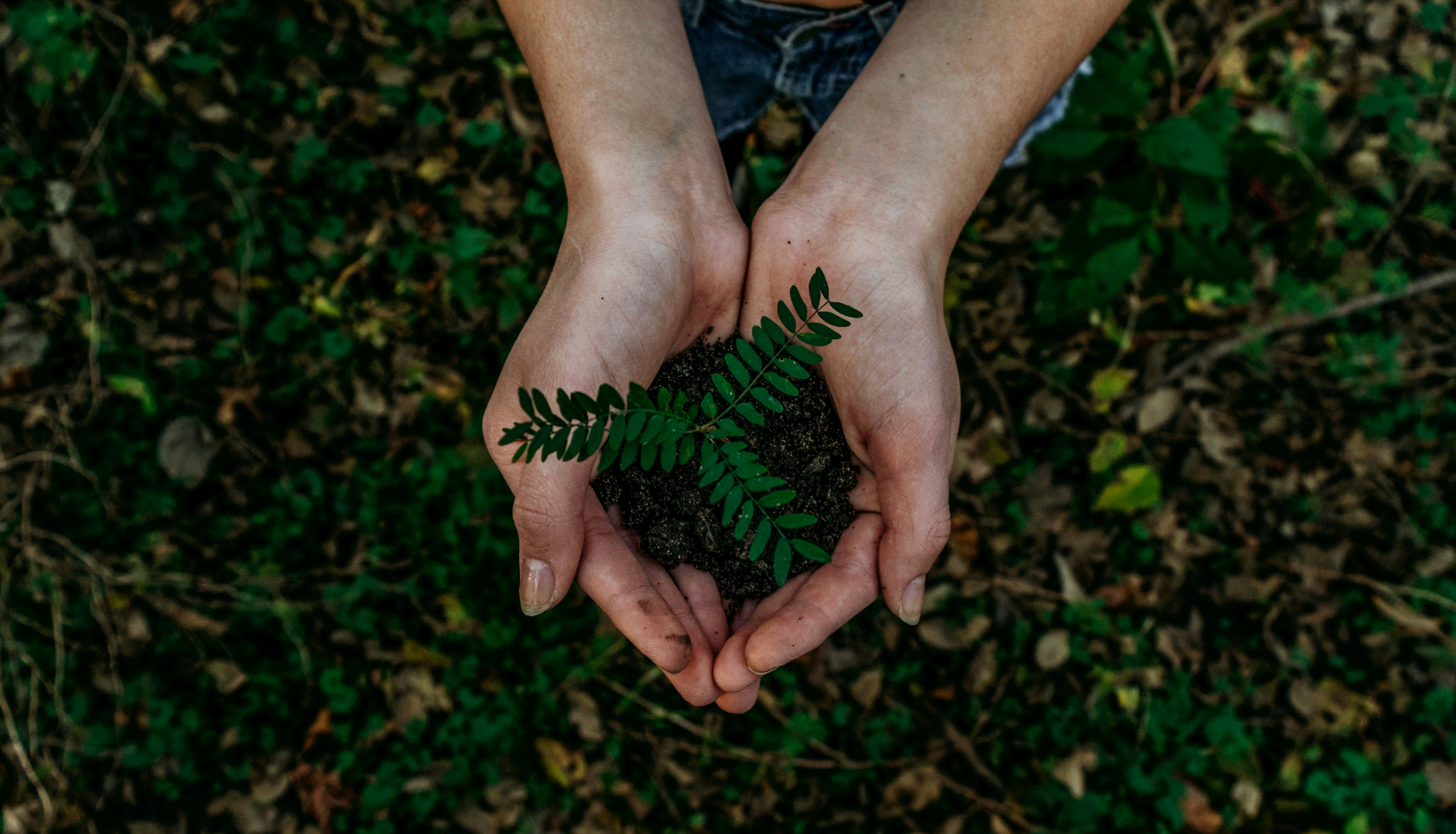 Sustainable Living Practices: Practical Steps Toward an Eco-Friendly Lifestyle